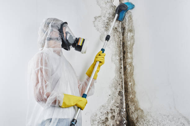 Professional Mold Remediation in Granite Falls, NC