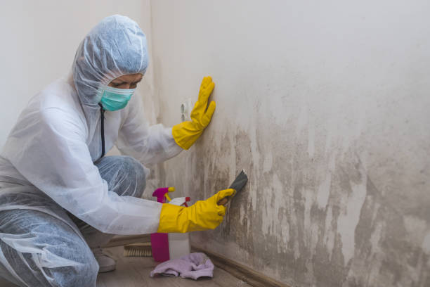 Best White Mold Remediation in Granite Falls, NC